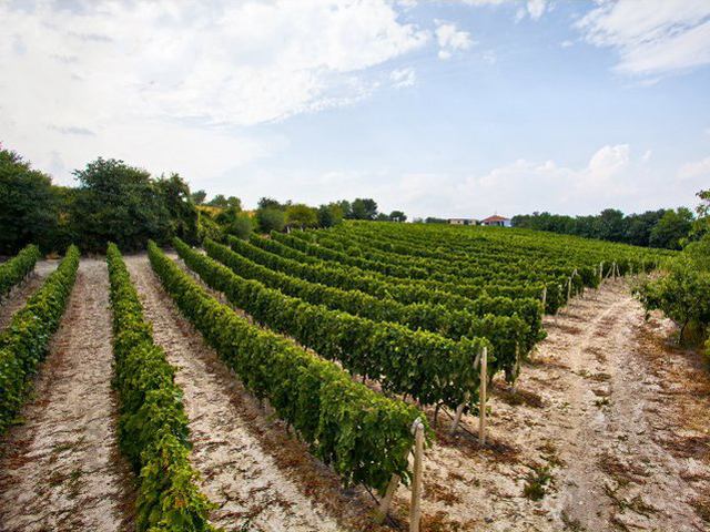 Pagonas Winery