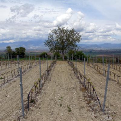 Pagonas Winery 10
