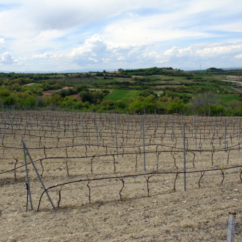 Pagonas Winery 11